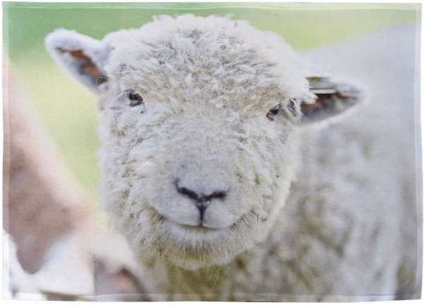 A Lamb With Wool Looking at a Camera